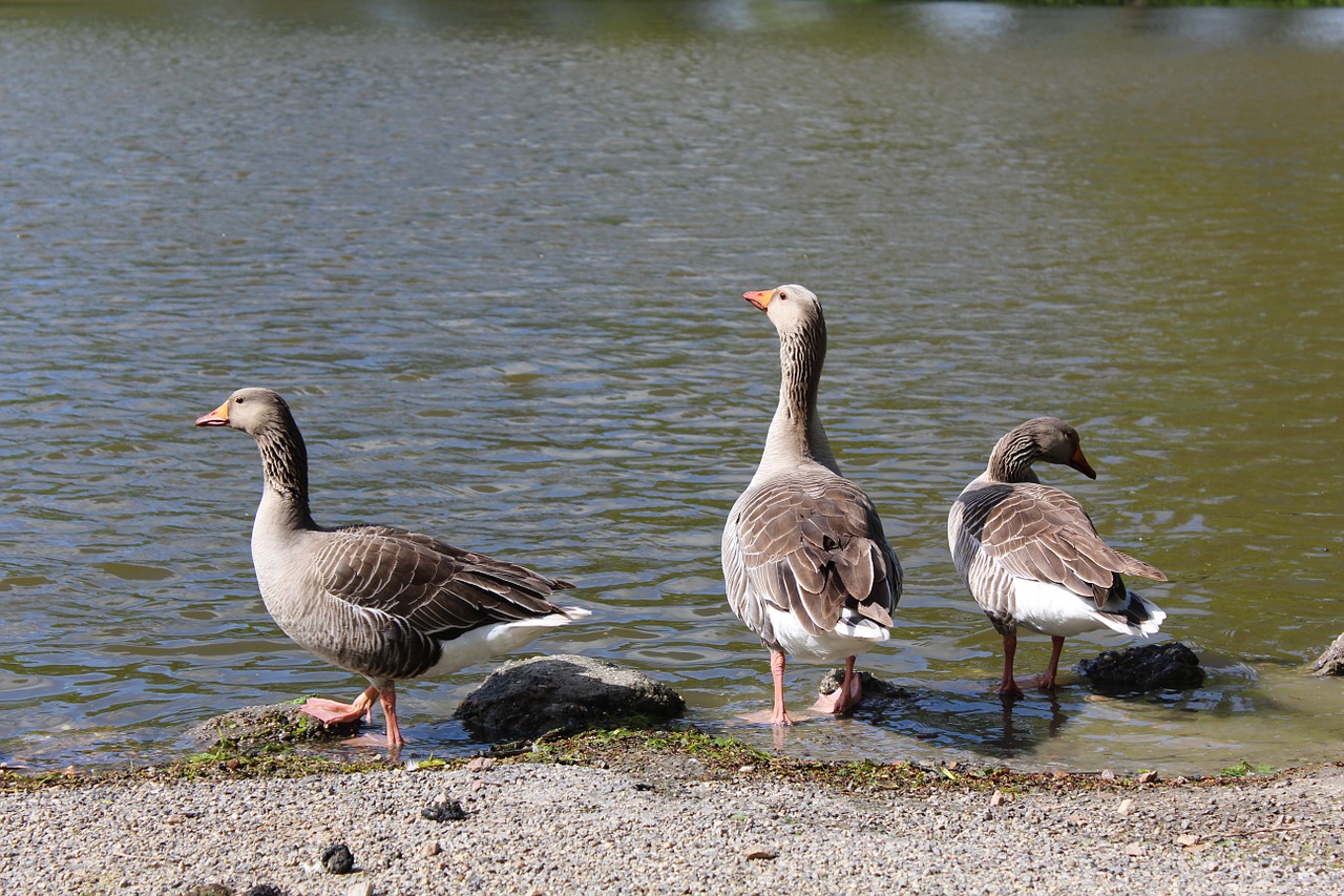 Žąsis, Vanduo, Parc, Paukštis, Gyvūnas, Žąsys, Tvenkinys, Plunksna, Nemokamos Nuotraukos,  Nemokama Licenzija