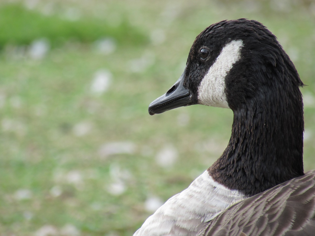 Žąsis, Gamta, Paukštis, Gyvūnas, Laukiniai, Laukinė Gamta, Antis, Natūralus, Fauna, Žąsys