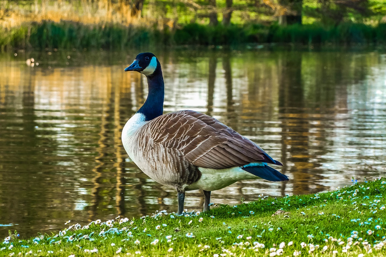 Žąsis,  Gamta,  Vanduo, Nemokamos Nuotraukos,  Nemokama Licenzija