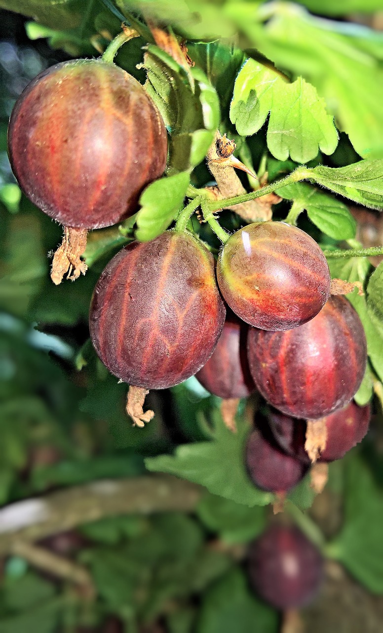 Agrastai,  Vaisiai,  Vaisių,  Raudonos Agrastai,  Prinokę,  Didelių Uogų,  Raudona Apvalkalas,  Krūmas,  Sodas,  Vasara