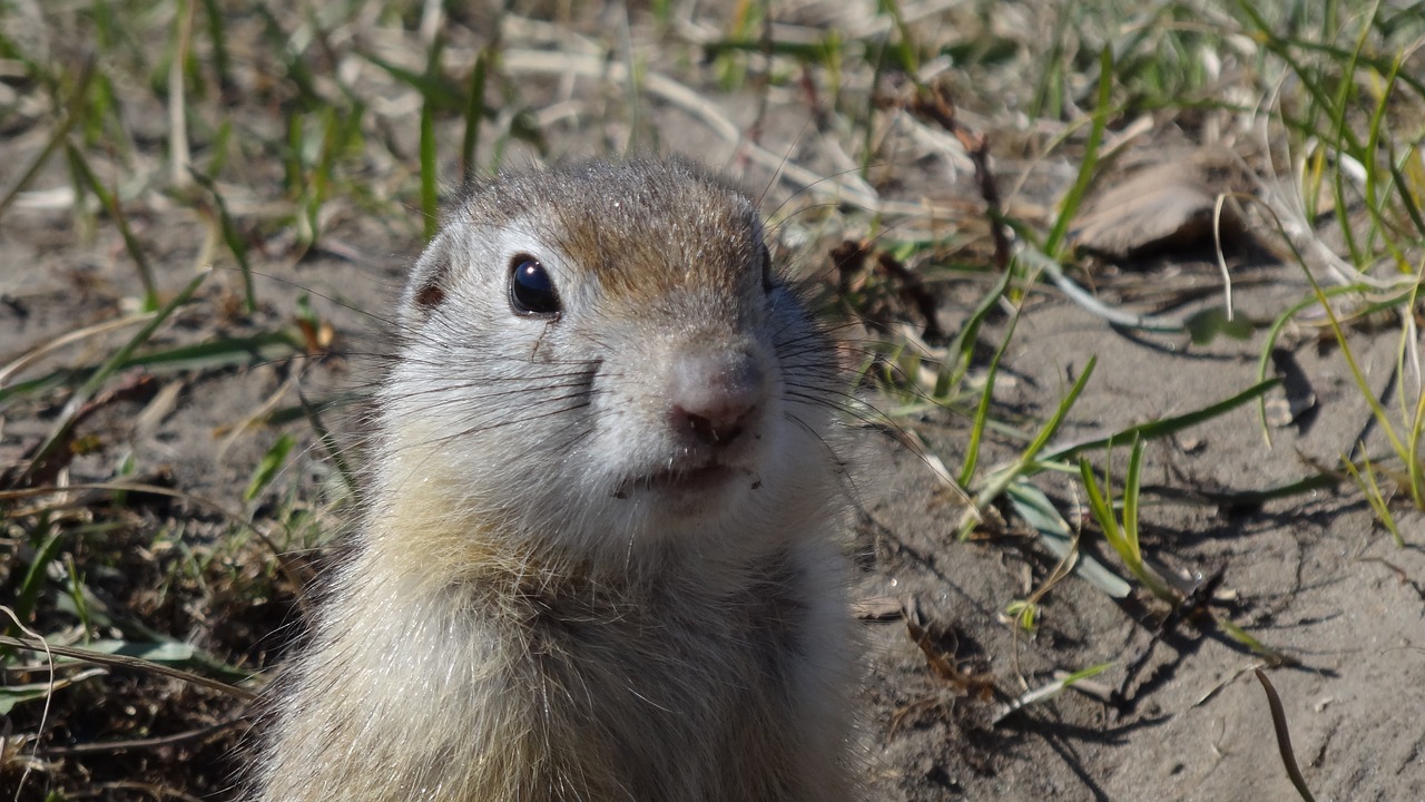 Gopher, Gyvūnai, Graužikas, Gamta, Gyvūnai Gamtoje, Nemokamos Nuotraukos,  Nemokama Licenzija