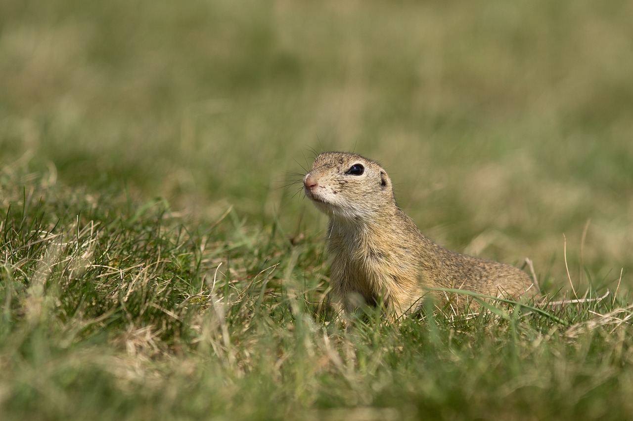 Gopher, Gamta, Gyvūnas, Plaukai, Pieva, Pavasaris, Gyvūnai, Žolė, Žinduolis, Nemokamos Nuotraukos