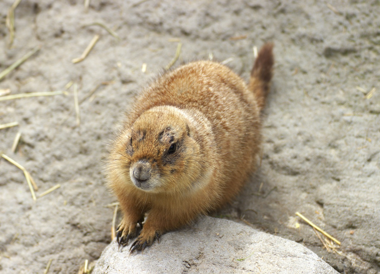 Gophers, Lusto Munk, Nemokamos Nuotraukos,  Nemokama Licenzija