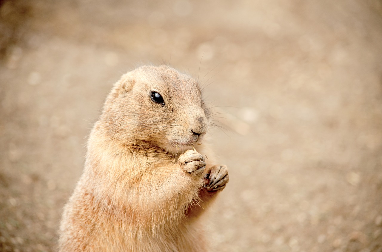 Gophers, Nager, Kruopos, Zoologijos Sodas, Tiergarten, Valgyti, Pūkuotas, Žinduolis, Kailis, Mielas