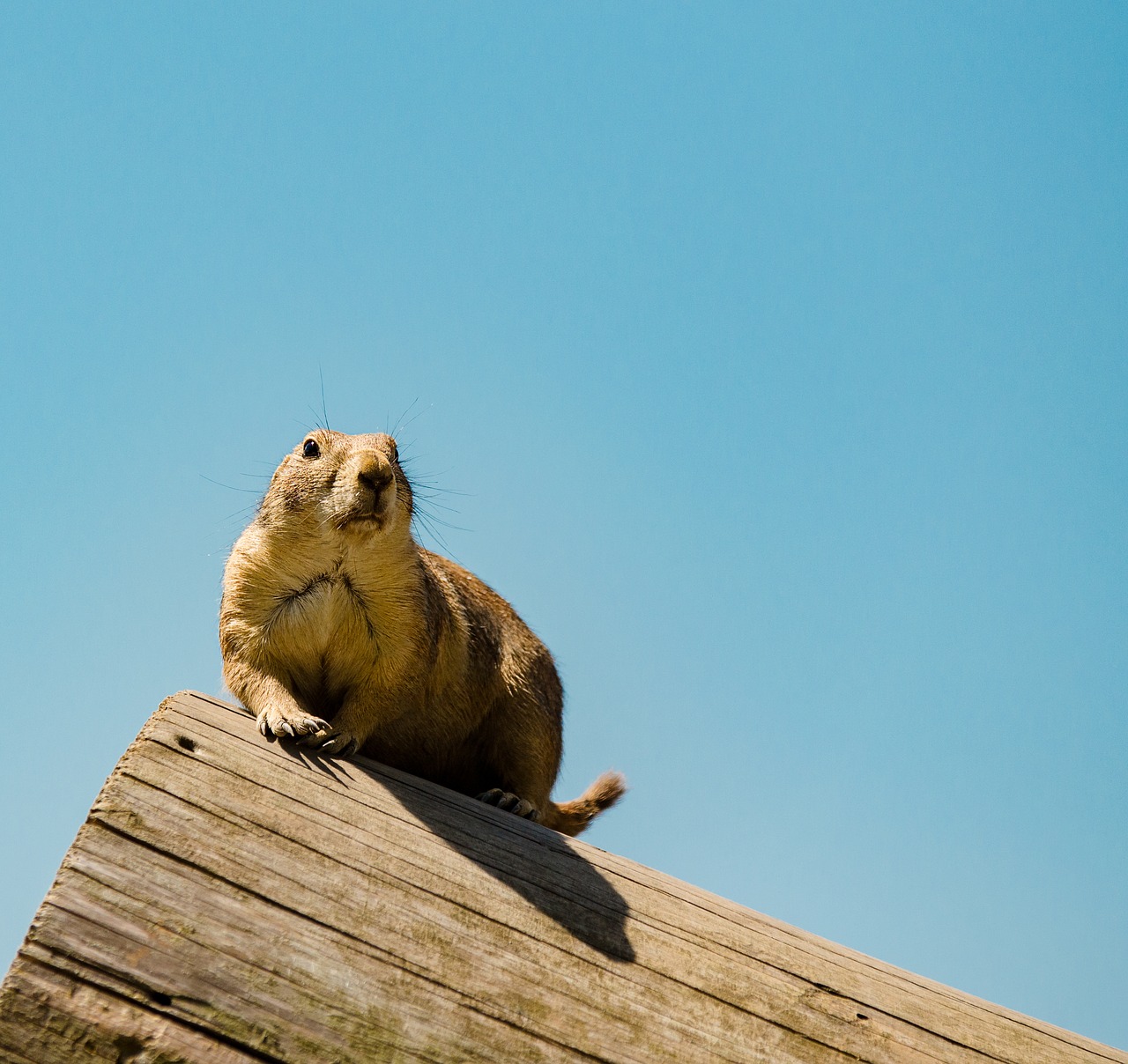 Gophers, Kruopos, Žemės Voverė, Nager, Graužikas, Kailis, Laukinis Gyvūnas, Vaizdas, Žurnalas, Nemokamos Nuotraukos