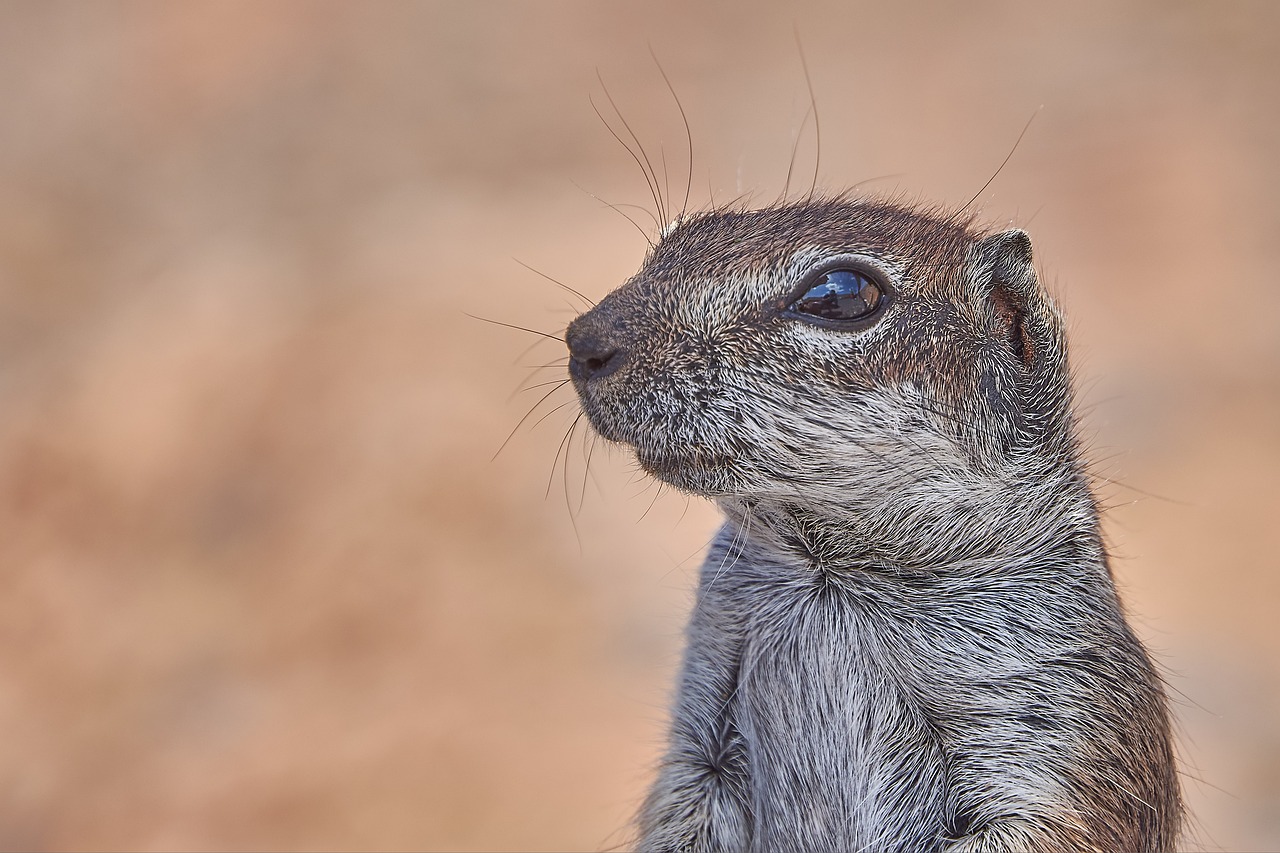 Gophers, Kelia, Graužikas, Uge, Galva, Žinduolis, Lygūs Plaukai, Mielas, Kailis, Uždaryti