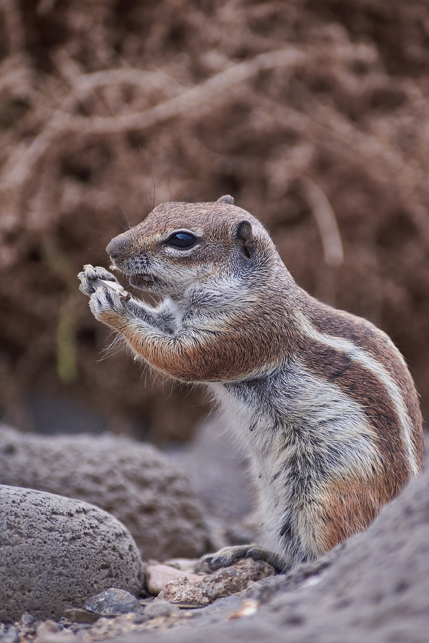 Gophers,  Sutramdyti,  Saldus,  Įdomu,  Laukiniai,  Valgyti,  Žinduolis,  Mielas,  Pūkuotas,  Gamta