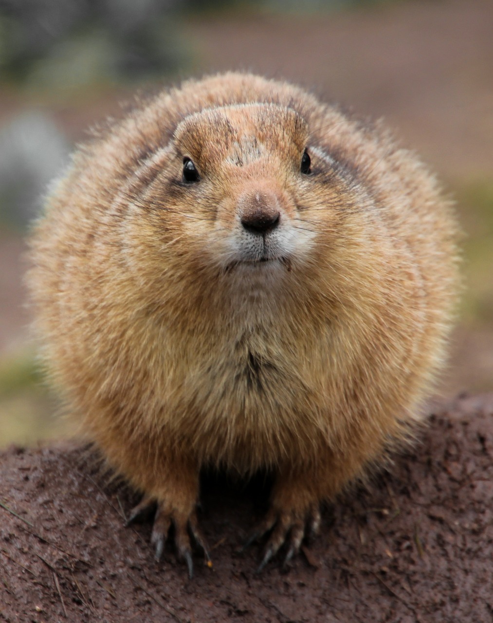 Gophers, Gyvūnas, Uždaryti, Zoologijos Sodas, Nemokamos Nuotraukos,  Nemokama Licenzija