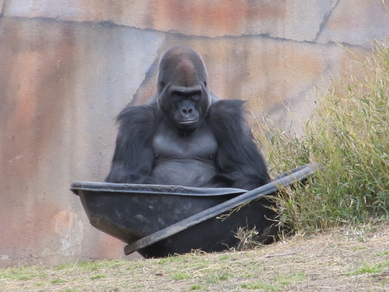 Gorila, Sėdi, Zoologijos Sodas, Gyvūnas, Primatas, Ape, Buveinė, Žinduolis, Gamta, Galingas