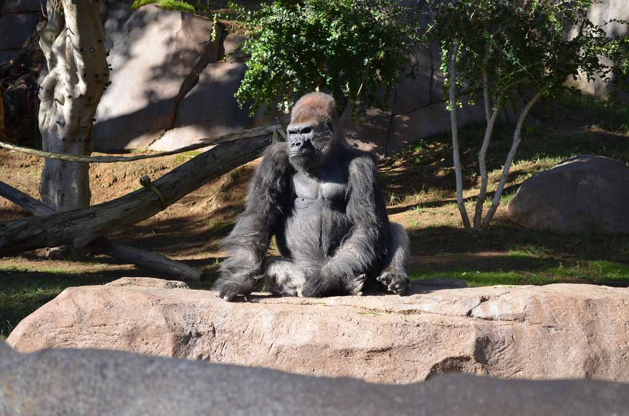 Gorila, San Diego Zoologijos Sode, Laukinė Gamta, Pinigai, Sėdi Saulėje, Nemokamos Nuotraukos,  Nemokama Licenzija