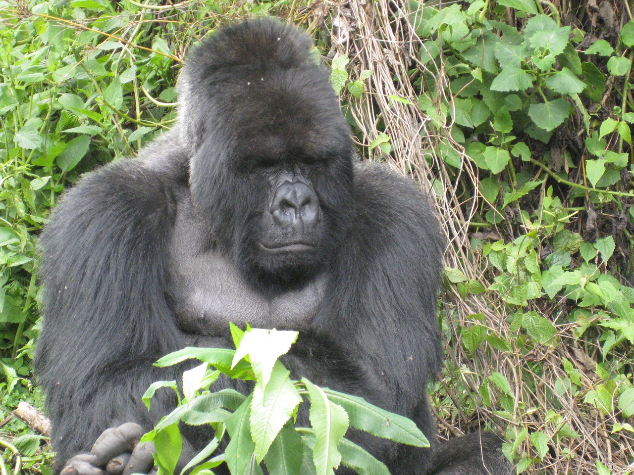 Gorila, Ruanda, Džiunglės, Nemokamos Nuotraukos,  Nemokama Licenzija