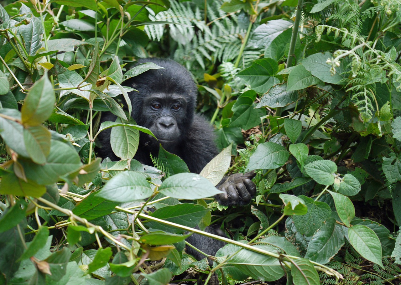 Gorila, Kūdikis, Kalnų Gorila, Beždžionė, Ape, Ranka, Uganda, Afrika, Taikus, Atogrąžų Miškai