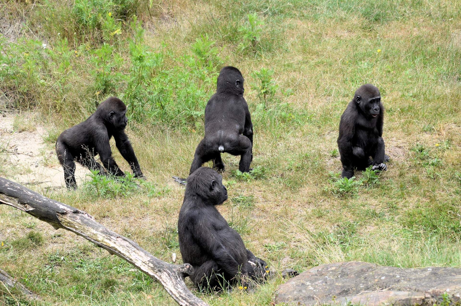 Gorila,  Ape,  Beždžionė,  Laukinė Gamta,  Gorila, Nemokamos Nuotraukos,  Nemokama Licenzija