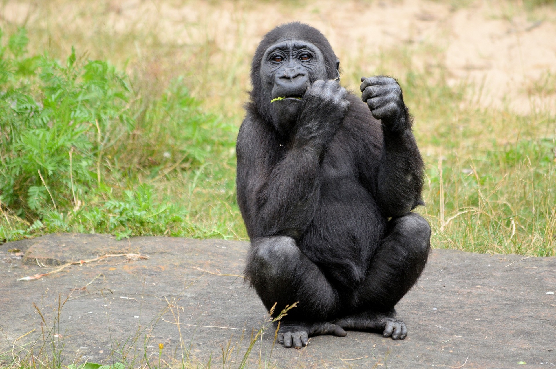 Gorila,  Ape,  Beždžionė,  Laukinė Gamta,  Gorila, Nemokamos Nuotraukos,  Nemokama Licenzija