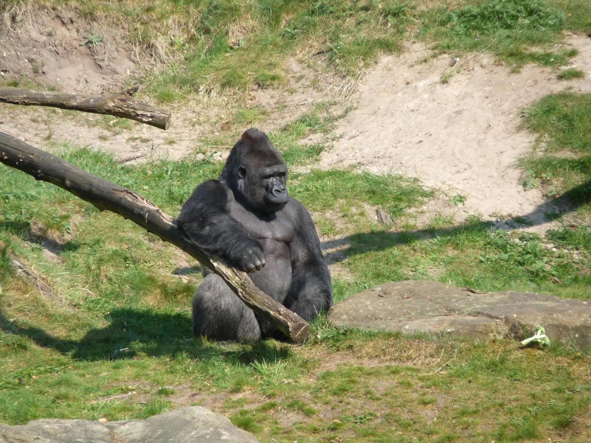 Gorila,  Ape,  Beždžionė,  Primatas,  Silverback,  Sidabras,  Atgal,  Poilsio,  Filialas,  Gorila