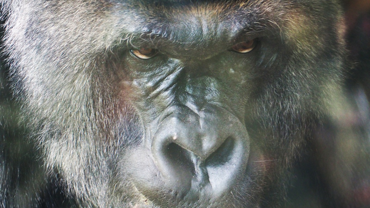 Gorila, Ape, Beždžionė, Veidas, Primatas, Gyvūnas, Žinduolis, Laukinė Gamta, Portretas, Laukiniai