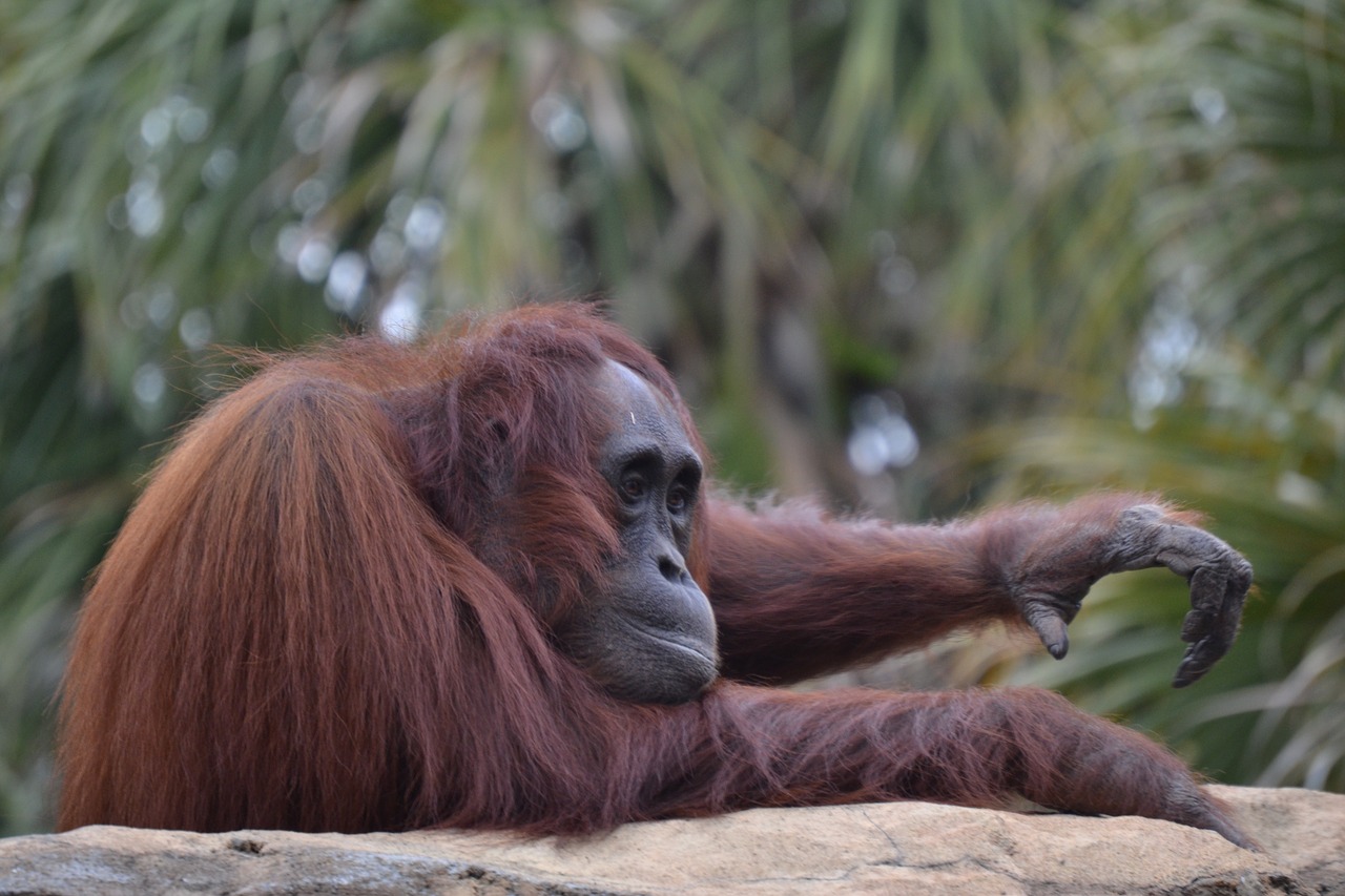 Mono, Fauna, Ape, Orang-Outang, Nemokamos Nuotraukos,  Nemokama Licenzija