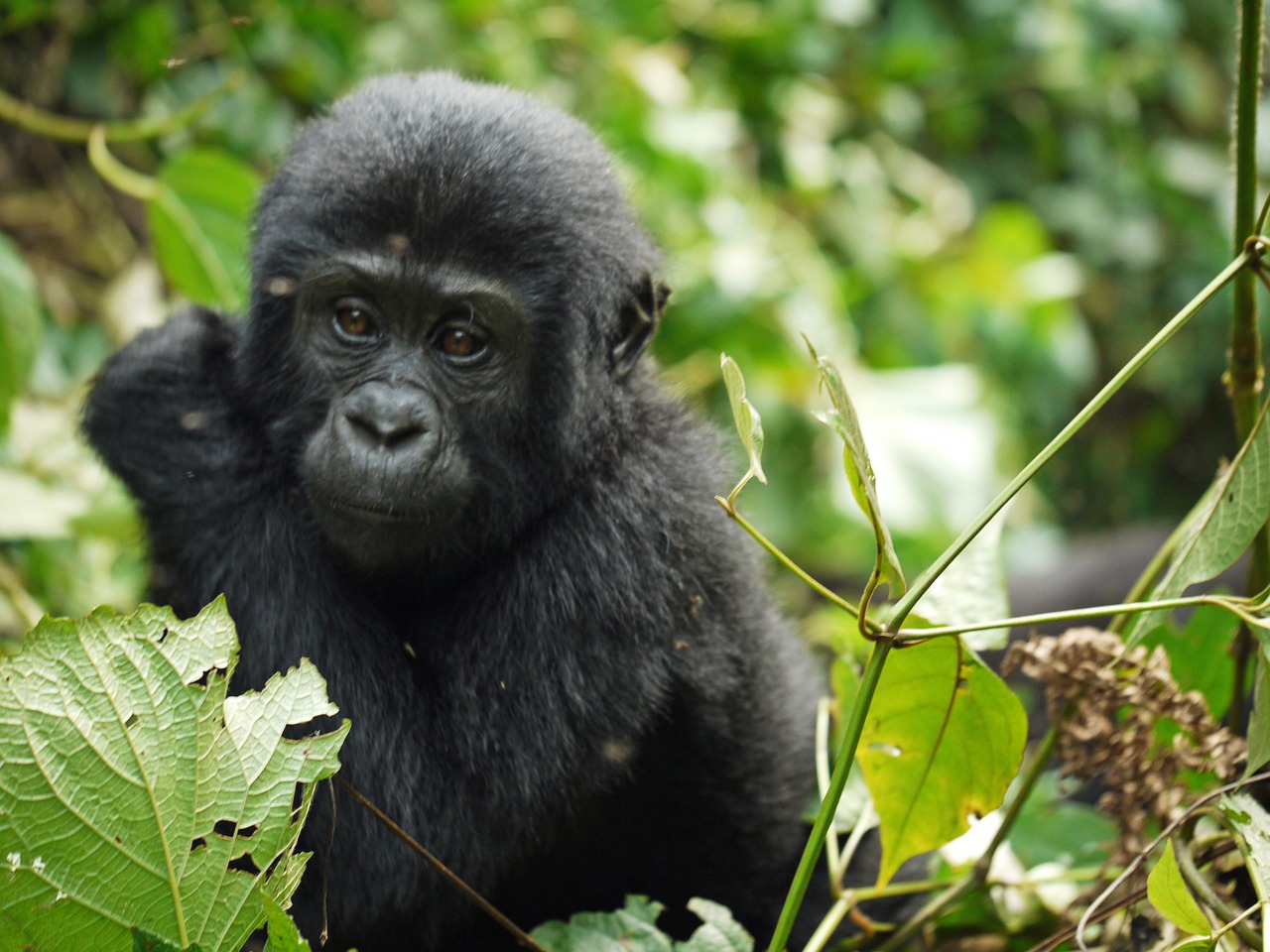 Gorila, Kūdikis, Kalnų Gorila, Uganda, Beždžionė, Laukinis Gyvūnas, Afrika, Taikus, Atogrąžų Miškai, Gyvūnas