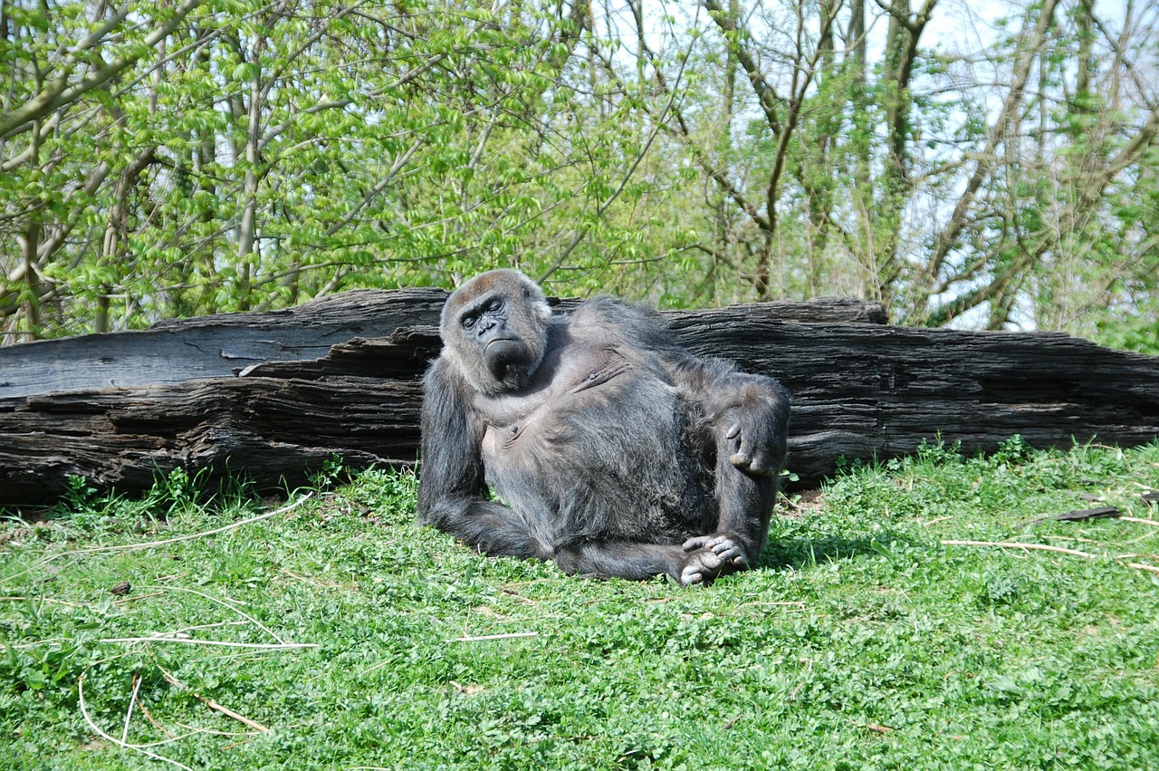 Gorila, Zoologijos Sodas, Beždžionė, Nėščia, Nemokamos Nuotraukos,  Nemokama Licenzija