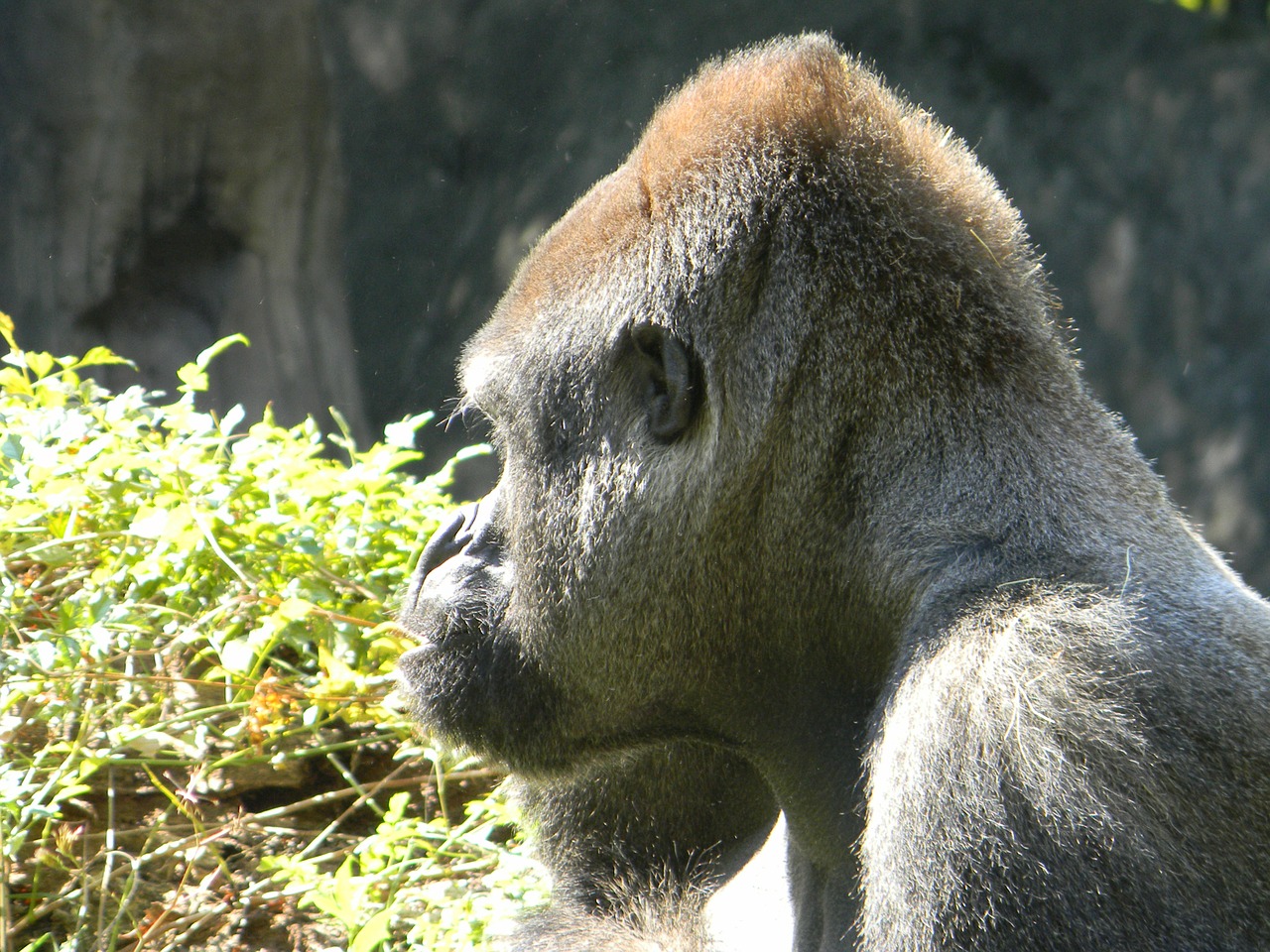 Gorila, Silverback, Galva, Gyvūnas, Laukinė Gamta, Laukiniai, Zoologija, Žinduolis, Rūšis, Dykuma