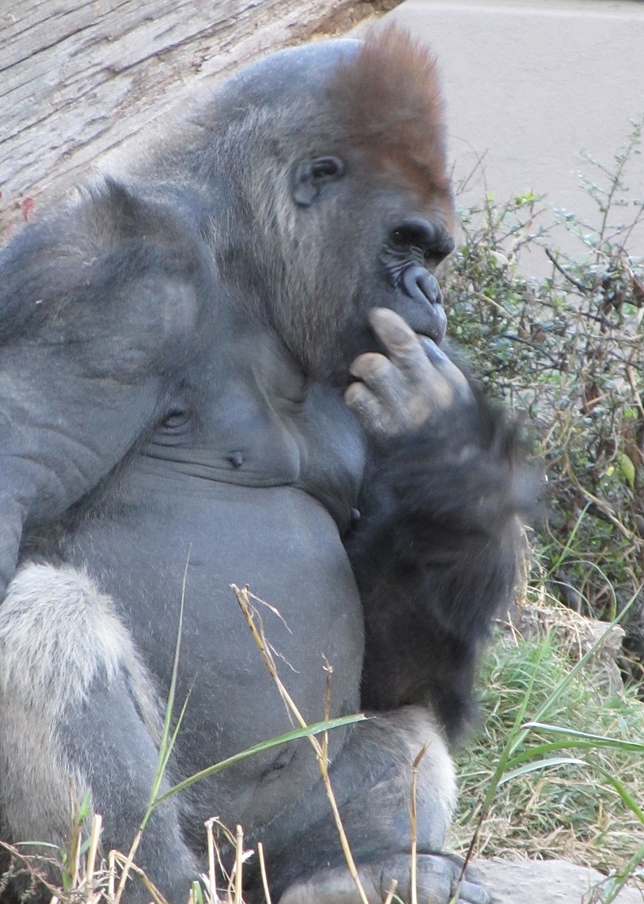 Gorila, Sėdi, Mąstymas, Sąmoningas, Atspindinti, Zoologijos Sodas, Gyvūnas, Primatas, Ape, Buveinė