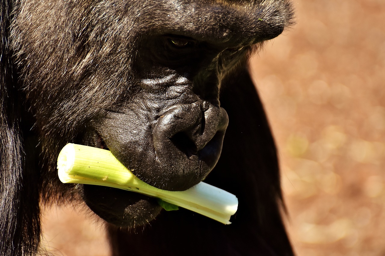 Gorila, Beždžionė, Juokinga, Gyvūnas, Zoologijos Sodas, Pūkuotas, Omnivore, Laukinės Gamtos Fotografija, Portretas, Tierpark Hellabrunn