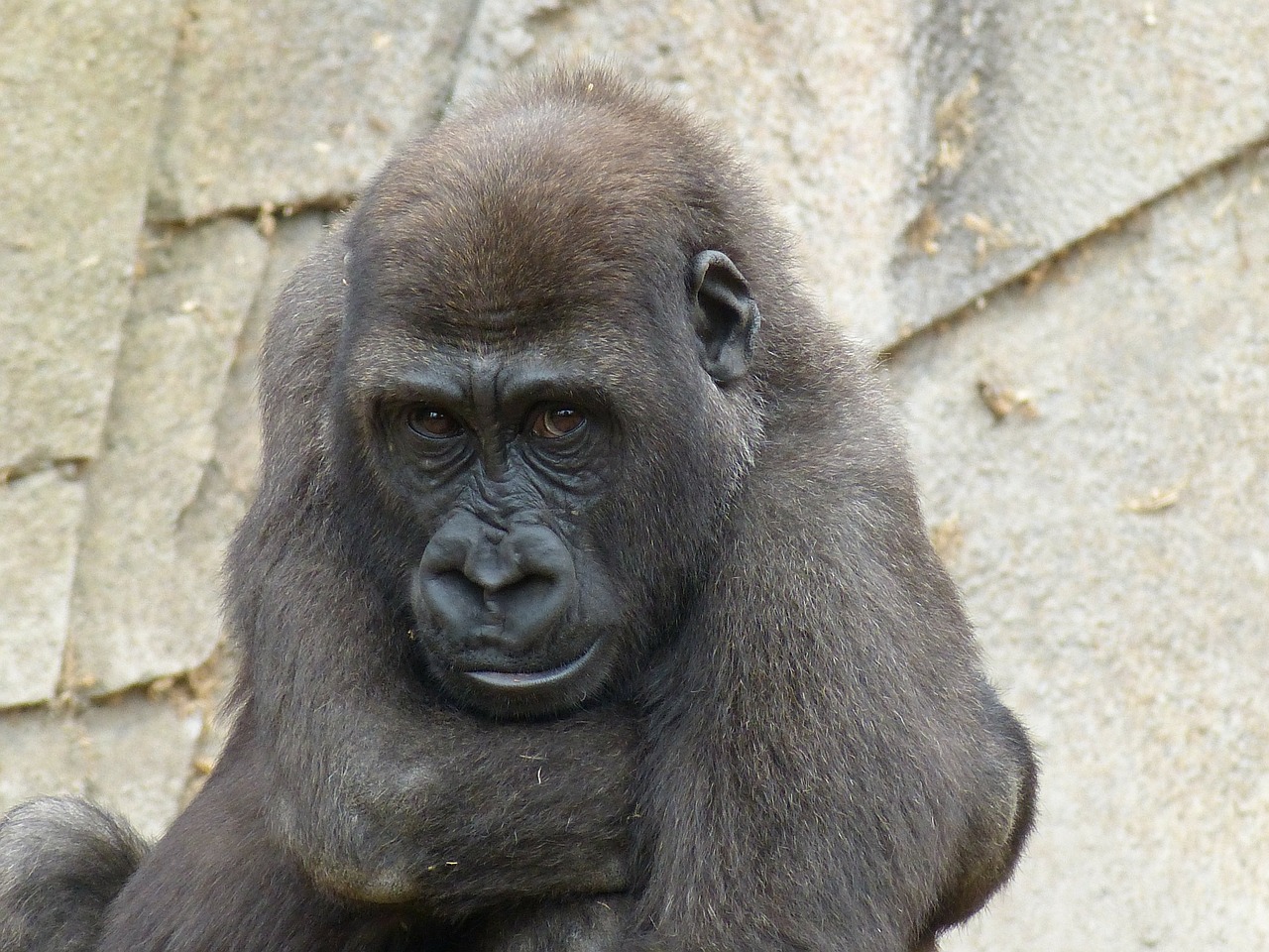 Gorila, Beždžionė, Juoda, Žinduolis, Gyvūnas, Ape, Zoologijos Sodas, Galva, Gyvūnų Pasaulis, Nemokamos Nuotraukos