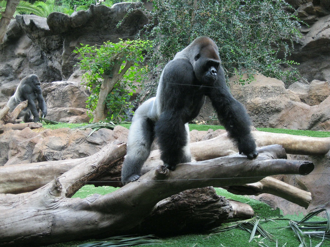 Gorila, Silverback, Zoologijos Sodas, Nemokamos Nuotraukos,  Nemokama Licenzija