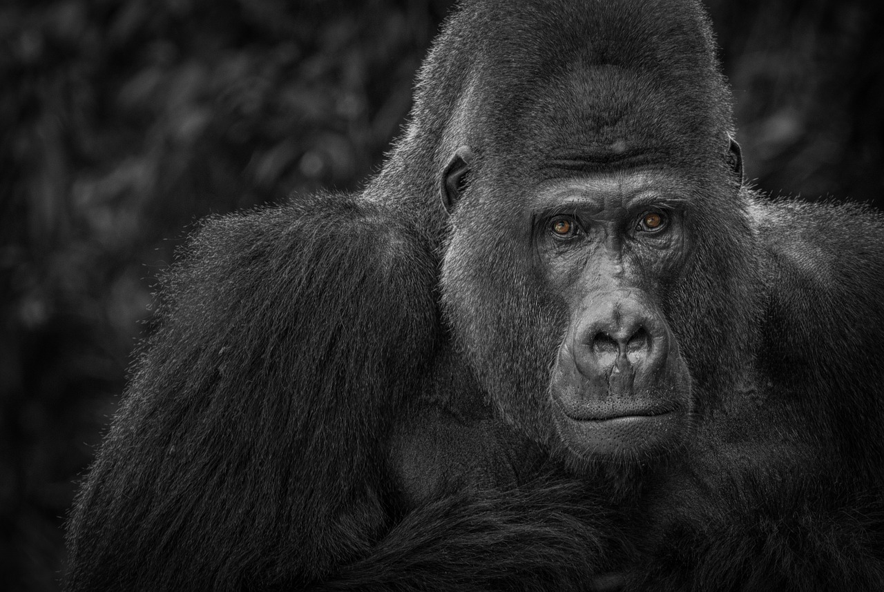 Gorila, Beždžionė, Žiūrėti, Juoda, Balta, Portretas, Juodos Ir Baltos Spalvos Įrašymas, Laukinės Gamtos Fotografija, Galva, Gyvūnų Portretas