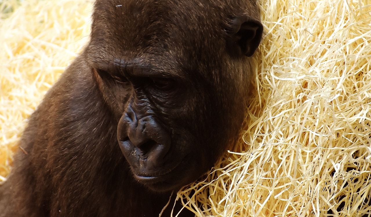 Gorila, Beždžionė, Gyvūnas, Zoologijos Sodas, Pūkuotas, Omnivore, Laukinės Gamtos Fotografija, Portretas, Tierpark Hellabrunn, Munich