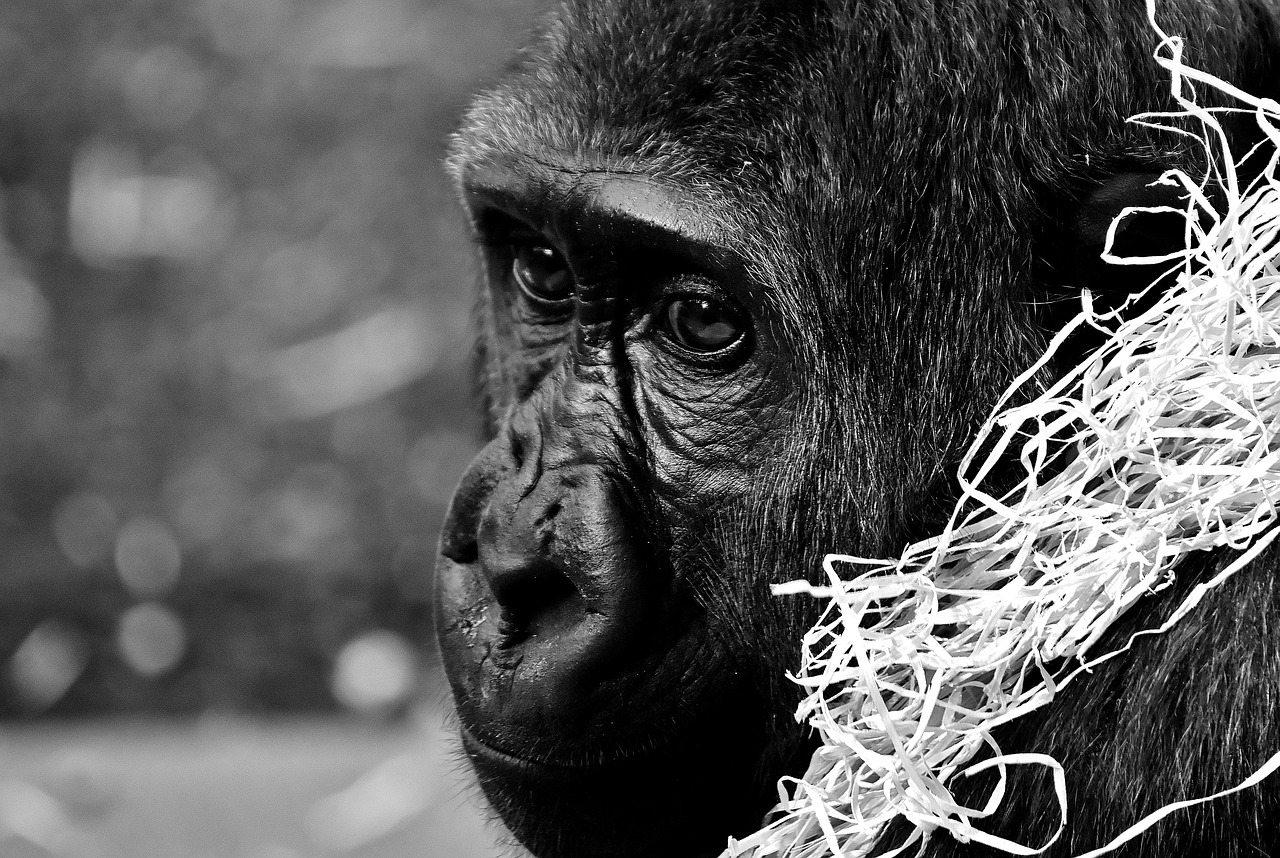 Gorila, Beždžionė, Gyvūnas, Zoologijos Sodas, Pūkuotas, Omnivore, Laukinės Gamtos Fotografija, Portretas, Tierpark Hellabrunn, Munich