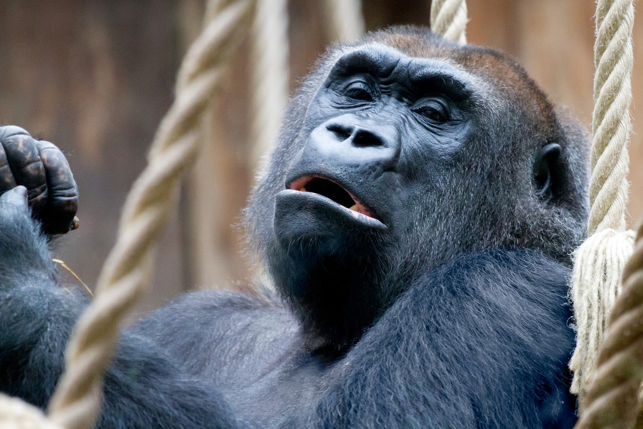 Gorila, Zoologijos Sodas, Beždžionė, Ape, Gyvūnas, Nemokamos Nuotraukos,  Nemokama Licenzija