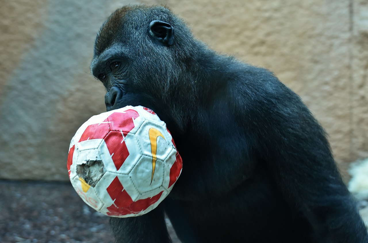 Gorila, Beždžionė, Žaisti, Rutulys, Gyvūnas, Pūkuotas, Omnivore, Laukinės Gamtos Fotografija, Portretas, Tierpark Hellabrunn