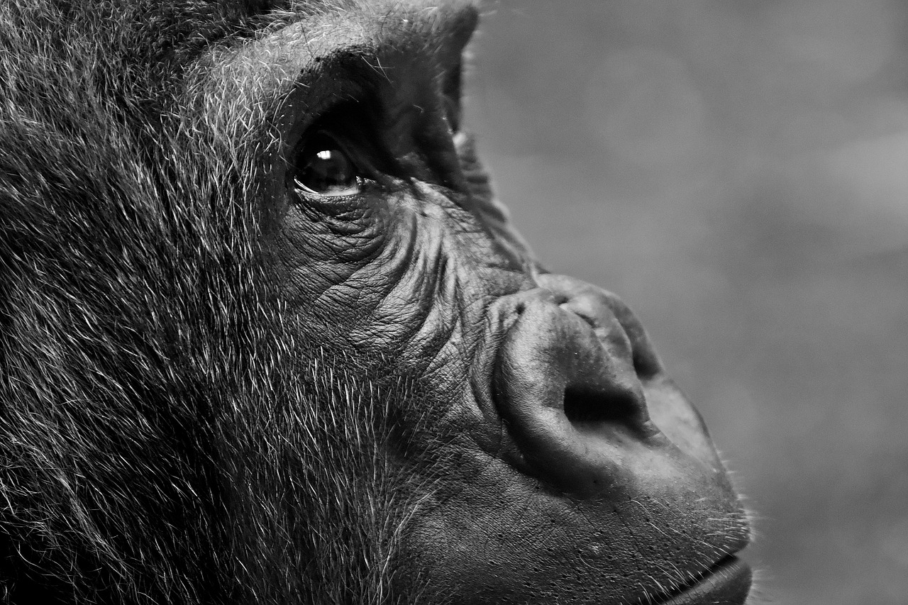 Gorila, Beždžionė, Gyvūnas, Pūkuotas, Omnivore, Laukinės Gamtos Fotografija, Portretas, Tierpark Hellabrunn, Munich, Nemokamos Nuotraukos