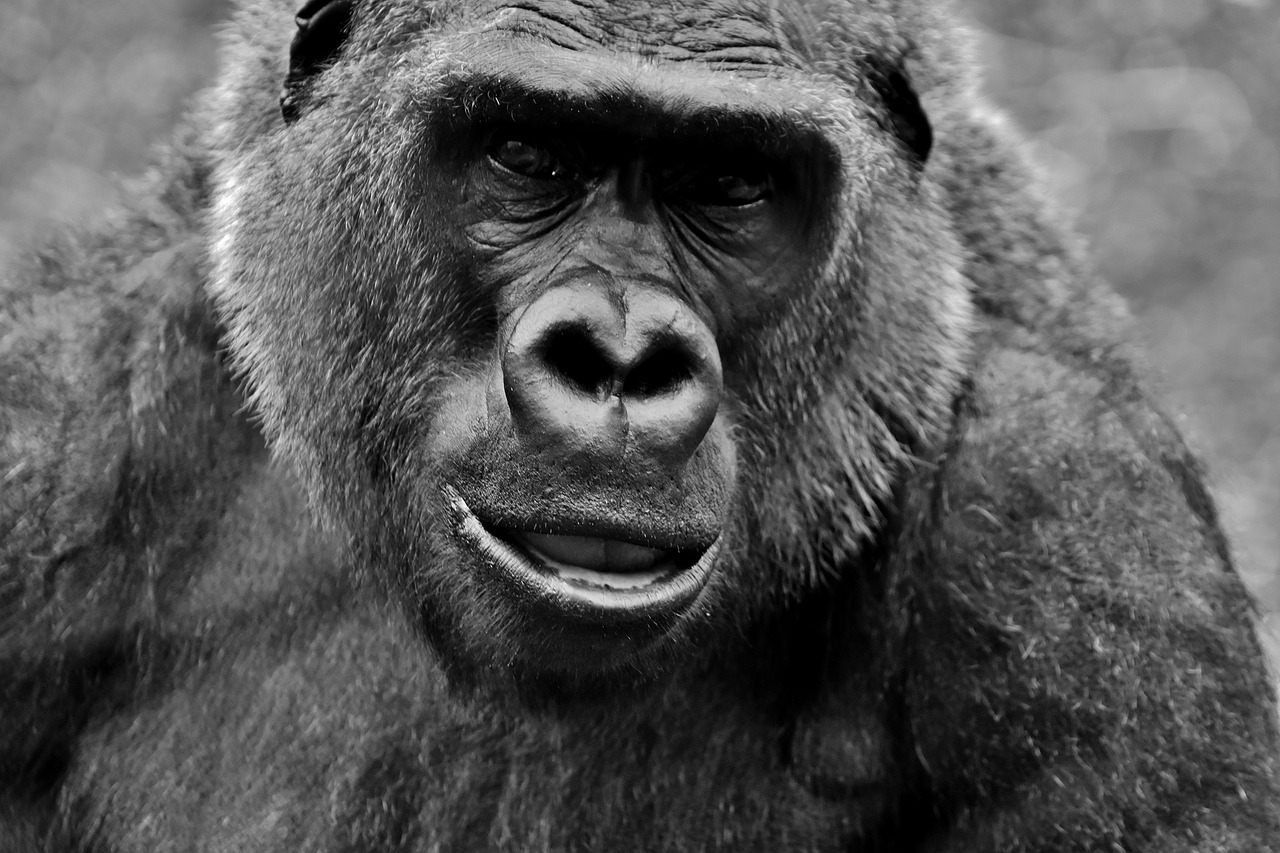 Gorila, Beždžionė, Gyvūnas, Pūkuotas, Omnivore, Laukinės Gamtos Fotografija, Portretas, Tierpark Hellabrunn, Munich, Nemokamos Nuotraukos