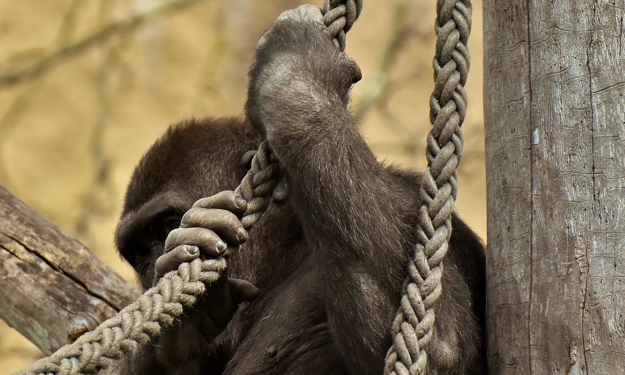 Gorila,  Paslėpti,  Juokinga,  Beždžionė,  Gyvūnas,  Furry,  Omnivore,  Portretas,  Tierpark Hellabrunn, Nemokamos Nuotraukos