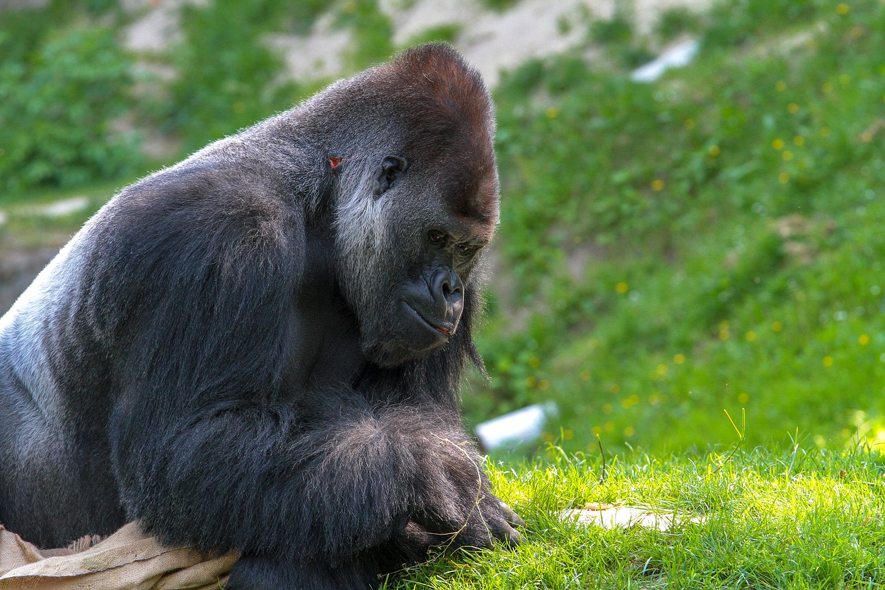 Gorila,  Beždžionė,  Gyvūnijos Pasaulyje,  Silverback,  Gyvūnas,  Gamta, Nemokamos Nuotraukos,  Nemokama Licenzija