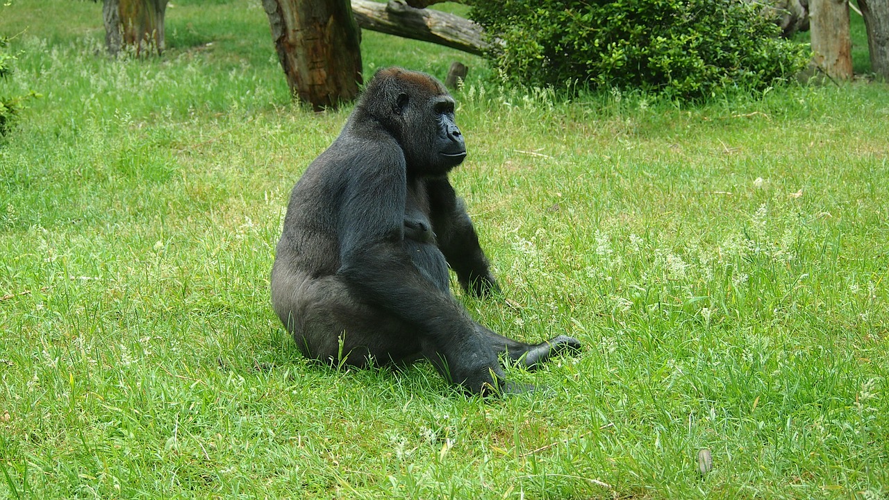 Gorila,  Veidas,  Zoo,  Beždžionė,  Beždžionė, Nemokamos Nuotraukos,  Nemokama Licenzija