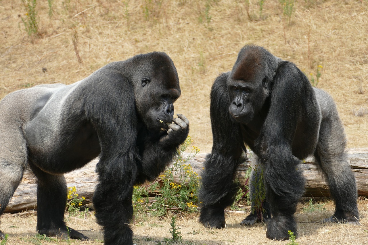 Gorila,  Žemumų Gorilos,  Beždžionė,  Primatų,  Gyvūnija,  Laukinių,  Patinas,  Puikus Ape,  Broliai,  Afrikoje