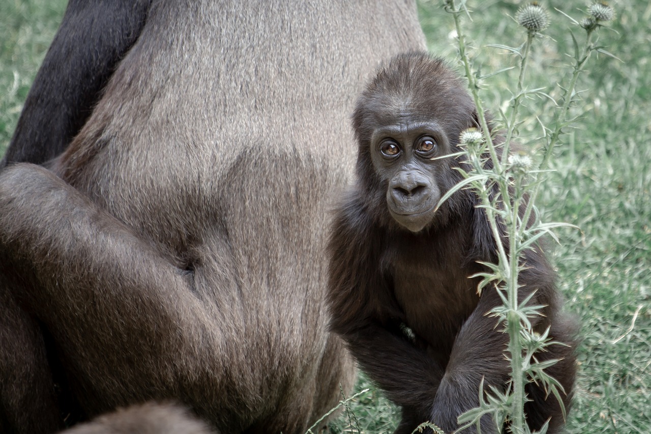 Gorila,  Ape,  Gorila Motinos,  Gorila Vaikas,  Jauna,  Gyvūnijos Pasaulyje,  Prisiglausti,  Apsaugoti,  Zoo,  Beždžionės