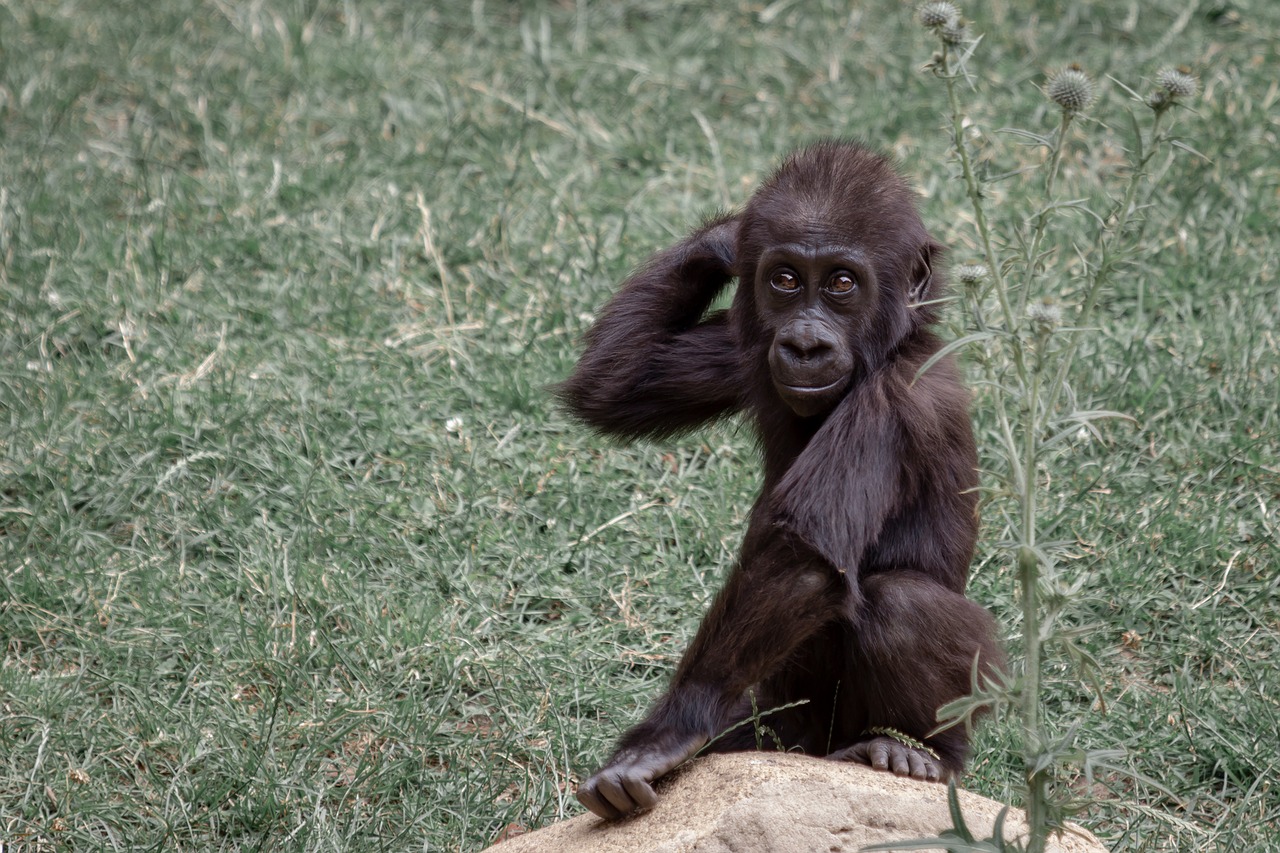 Gorila,  Ape,  Gorila Motinos,  Gorila Vaikas,  Jauna,  Gyvūnijos Pasaulyje,  Prisiglausti,  Apsaugoti,  Zoo,  Beždžionės