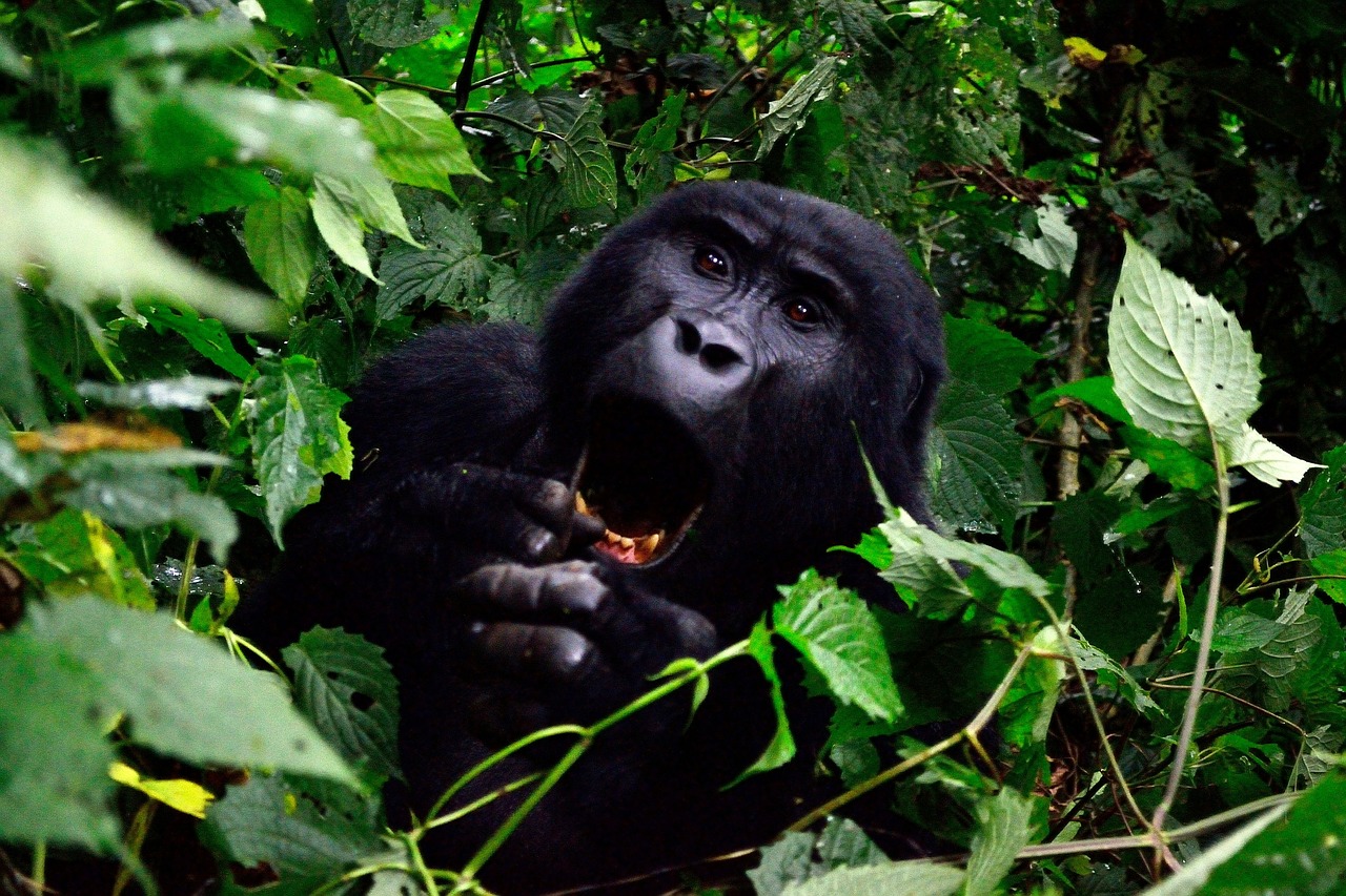 Gorila, Bwindi Neperšlampamas Miškas, Uganda, Gyvūnas, Afrika, Primatas, Veidas, Nykstantis, Galingas, Žinduolis