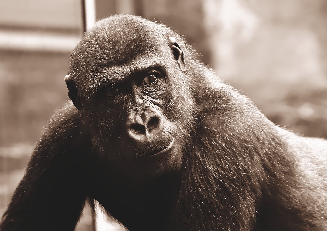 Gorila,  Beždžionė,  Gyvūnas,  Furry,  Omnivore,  Portretas,  Tierpark Hellabrunn, Nemokamos Nuotraukos,  Nemokama Licenzija