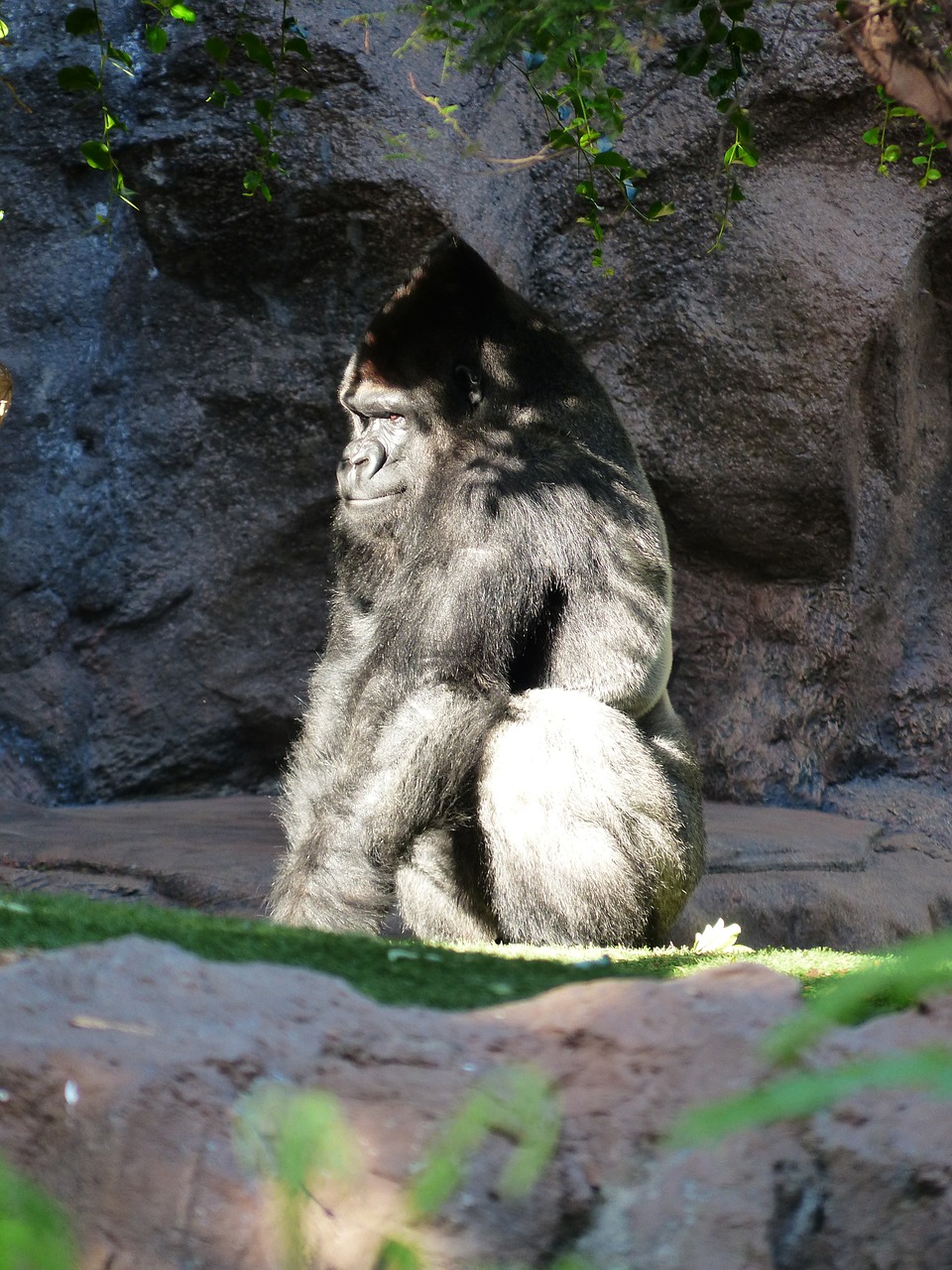 Gorila, Beždžionė, Vaizdas, Saldus, Ape, Juoda, Žinduolis, Gyvūnas, Silverback, Lyderis