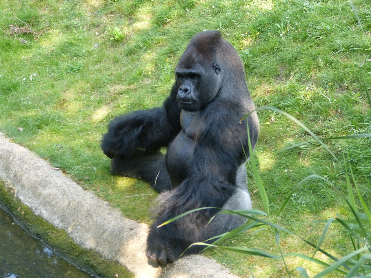 Gorila, Beždžionė, Gyvūnas, Juoda, Zoologijos Sodas, Dominuojantis, Įvedimas, Galingas, Didelis, Kailis