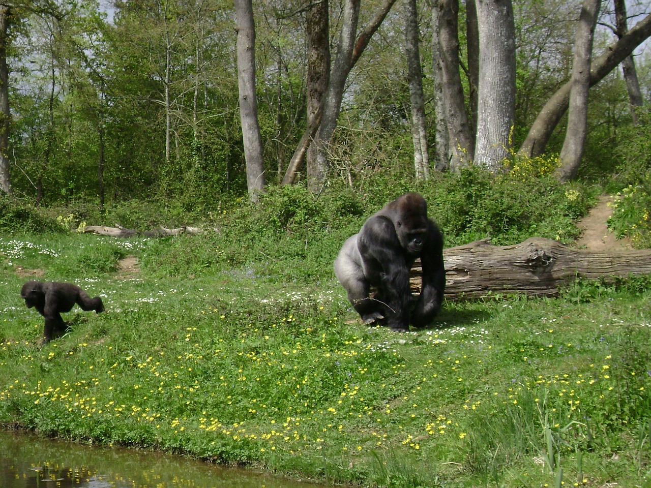 Gorila, Beždžionė, Fauna, Nemokamos Nuotraukos,  Nemokama Licenzija
