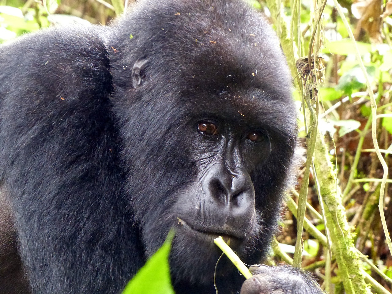 Gorila, Primatas, Rytų Afrika, Ruanda, Gamta, Safari, Nemokamos Nuotraukos,  Nemokama Licenzija