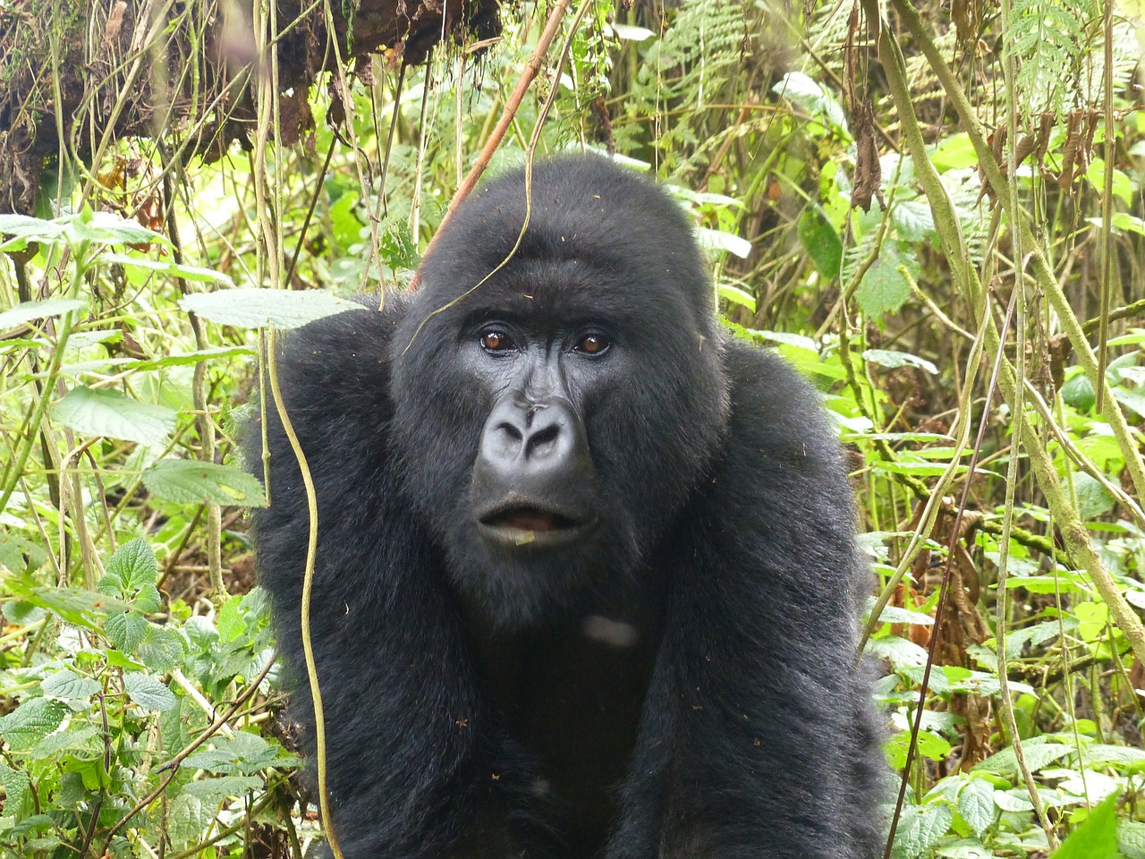 Gorila, Primatas, Rytų Afrika, Ruanda, Gamta, Safari, Nemokamos Nuotraukos,  Nemokama Licenzija