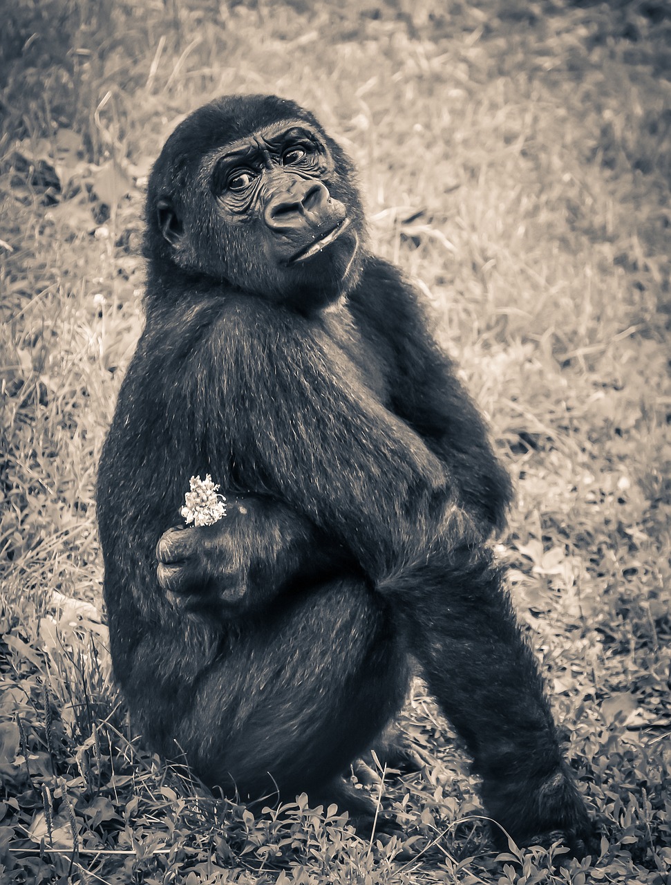 Gorila, Beždžionė, Šuniukas, Ape, Nykstančios Rūšys, Jaunas, Laukimas, Primatas, Žinduolis, Antropolis