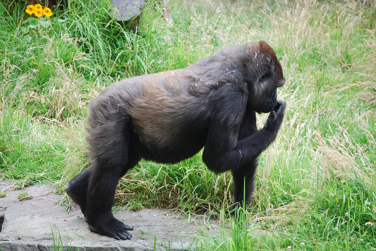 Gorila, Gamta, Gyvūnas, Primatas, Beždžionė, Laukinė Gamta, Laukiniai, Ape, Zoologijos Sodas, Juoda